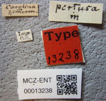 Media type: image;   Entomology 13238 Aspect: labels